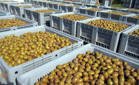 Azerbaijan Imposes Ban on Companies Importing Pepper and Kiwi from Iran