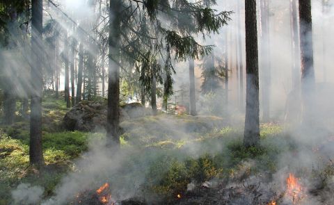 Massiver Waldbrand in Georgien ausgebrochen
