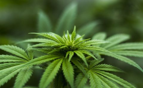 Entkriminalisierung des Marihuanakonsums in Georgien