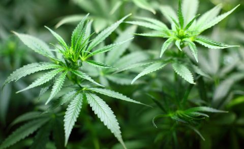Entkriminalisierung des Cannabiskonsums in Georgien